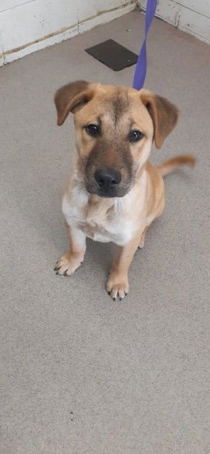SPENCER - Jindo (Korean) available for adoption