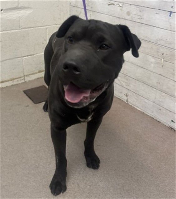 HAL - Pit Bull Terrier available for adoption