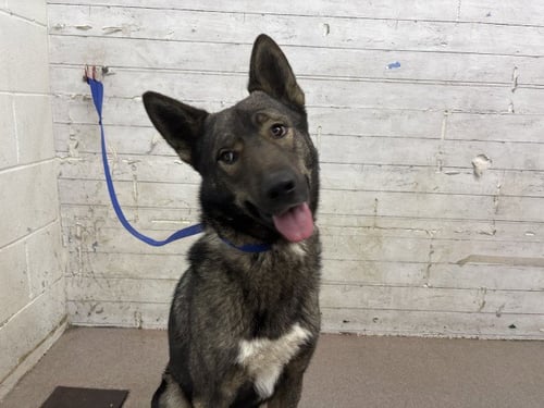 ANGELA - German Shepherd Dog available for adoption