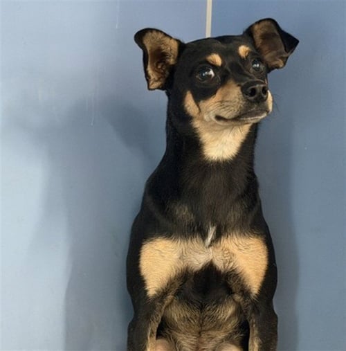 KEVIN - Chihuahua available for adoption