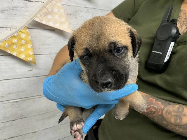 MANGO - Labrador Retriever available for adoption