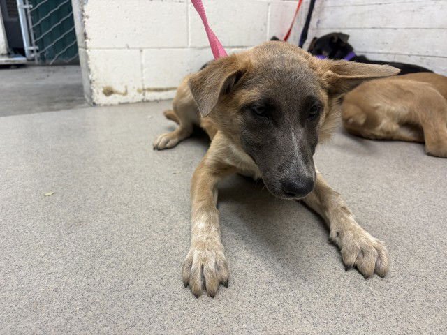 JENNA - German Shepherd Dog available for adoption