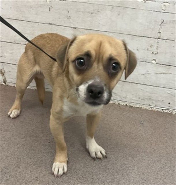 TERRENCE - Chihuahua available for adoption