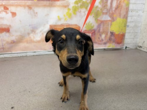 AUSTIN - Australian Shepherd available for adoption