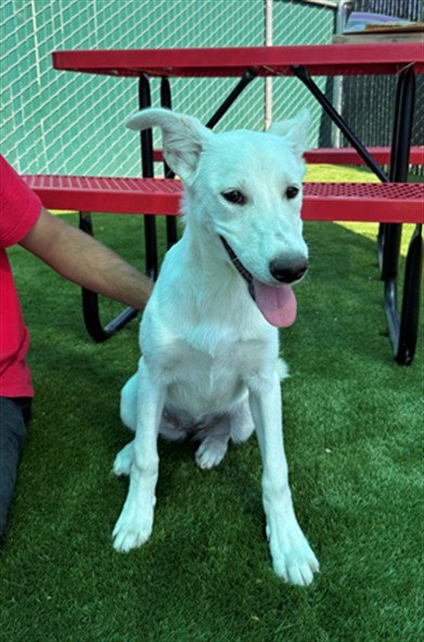 KORRA - Labrador Retriever / German Shepherd Dog available for adoption