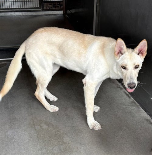 LENA - Siberian Husky available for adoption