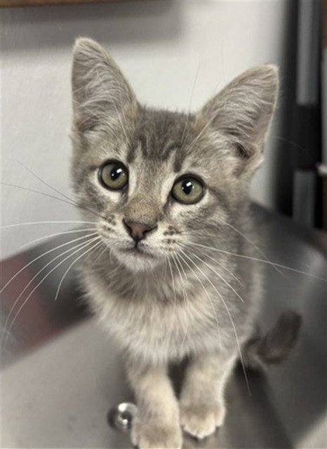 LUCAS - Domestic Short Hair available for adoption
