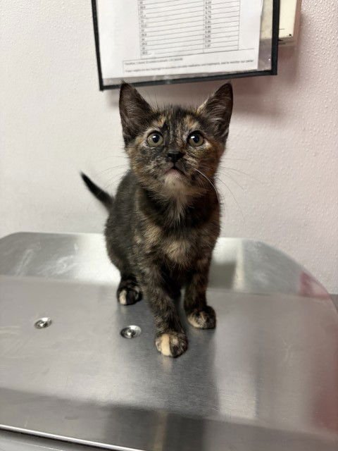 SAPHIRE - Domestic Short Hair available for adoption