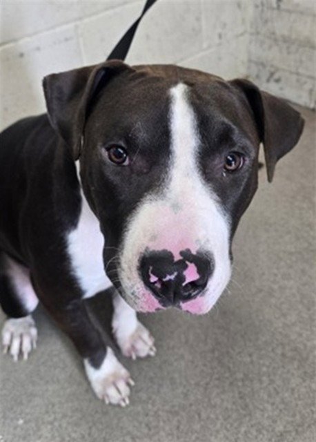 SUSHI - Pit Bull Terrier available for adoption
