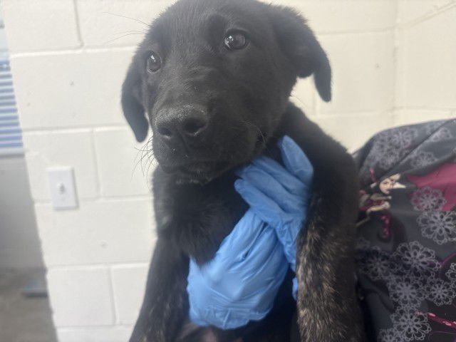 PEARL - Labrador Retriever available for adoption