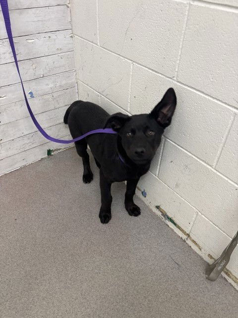 MOSES - Labrador Retriever available for adoption