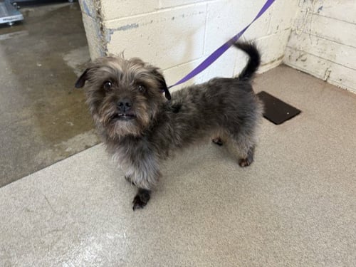 SHIA - Terrier available for adoption