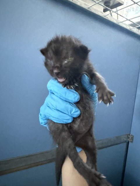 FLAME KING - Domestic Short Hair available for adoption