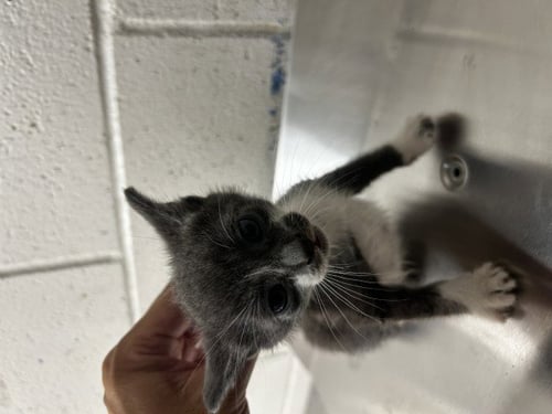 MARBLE - Domestic Short Hair available for adoption