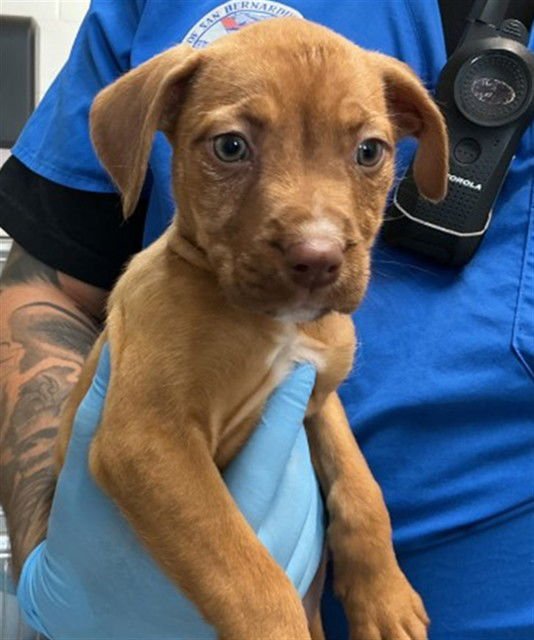 CINNAMON - Boxer available for adoption