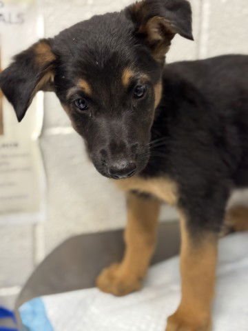 SNOOPY - German Shepherd Dog available for adoption