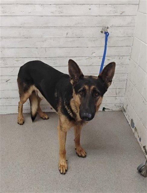 DAWG - German Shepherd Dog available for adoption