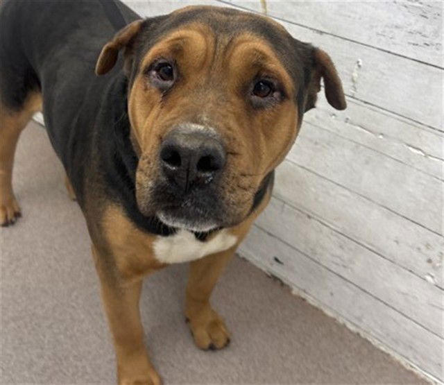 AMBER - Chinese Shar-Pei / Pit Bull Terrier available for adoption