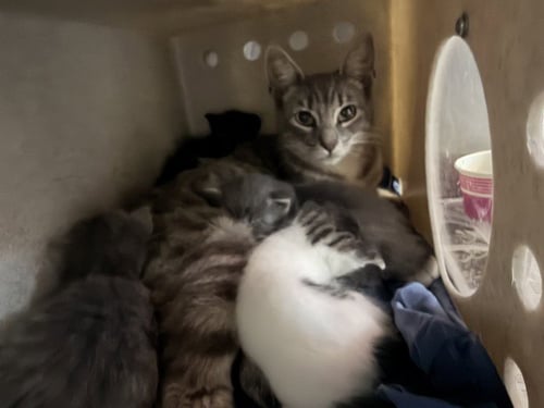 SABLE - Domestic Short Hair available for adoption