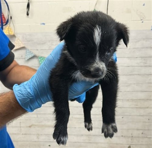 OREO - Border Collie available for adoption