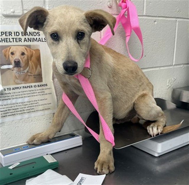 SILAS - Labrador Retriever available for adoption