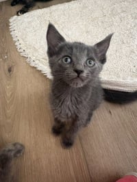 NICO - Photo 1