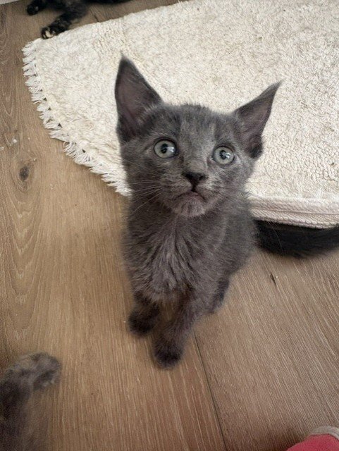 NICO - Domestic Long Hair available for adoption