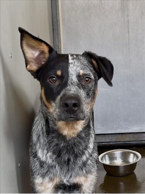ALMOND - Australian Cattle Dog/Blue Heeler available for adoption