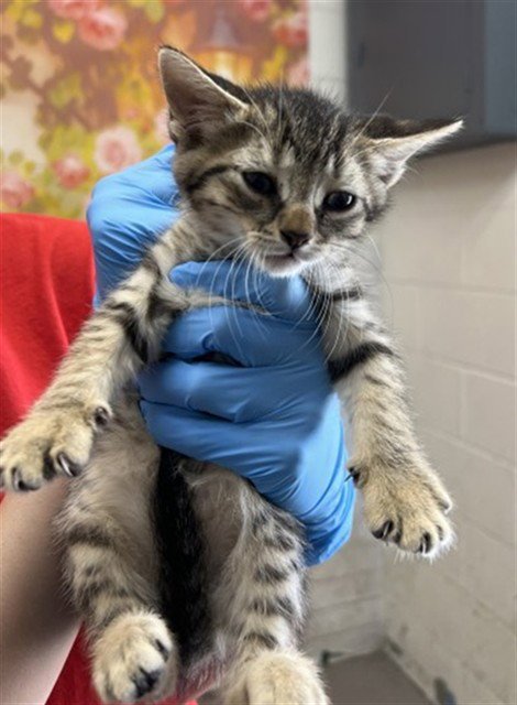 NADINE - Domestic Short Hair for adoption in San Bernardino