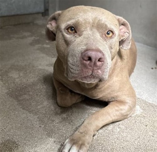 AUTUMN - Pit Bull Terrier available for adoption