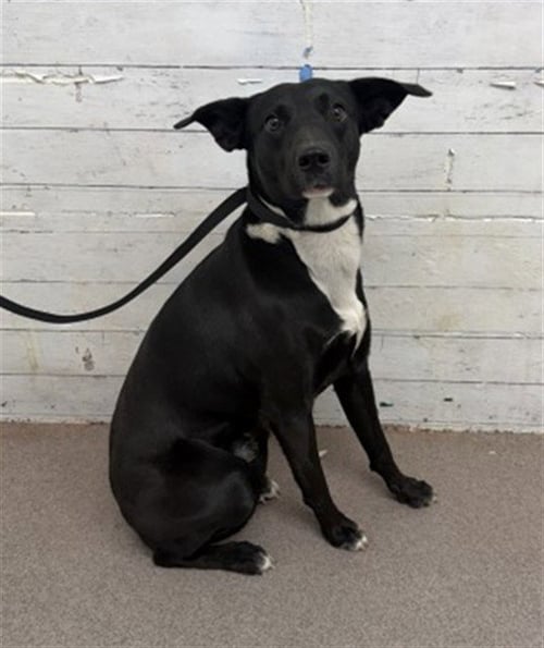 LOKI - Pit Bull Terrier available for adoption