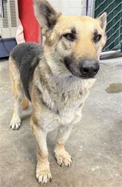 BOBA - German Shepherd Dog available for adoption