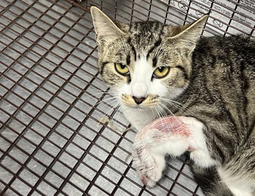 FRANCIS - Domestic Short Hair available for adoption