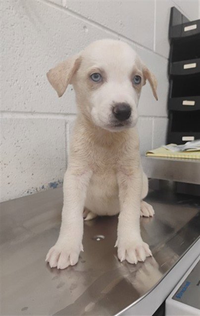 SKYE - Labrador Retriever available for adoption