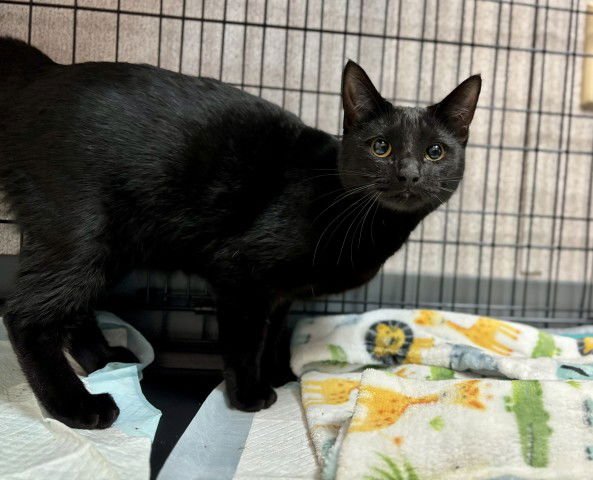 BUFFY - Domestic Short Hair available for adoption