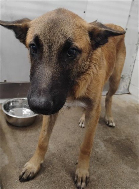 OSKAR - Belgian Shepherd Malinois available for adoption