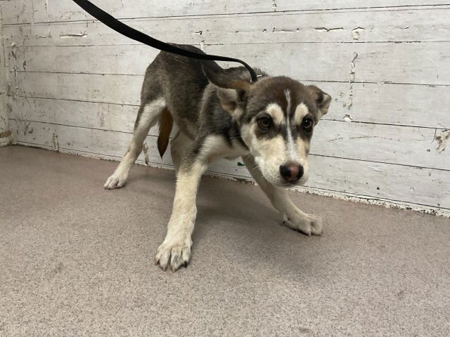 ROLLO - Siberian Husky / German Shepherd Dog available for adoption