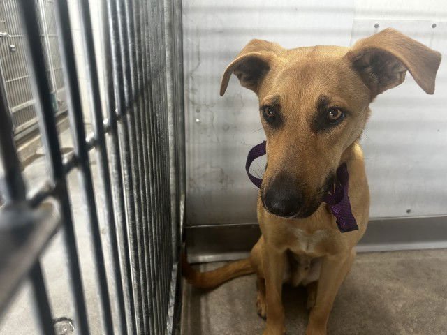 AARON - Belgian Shepherd Malinois available for adoption