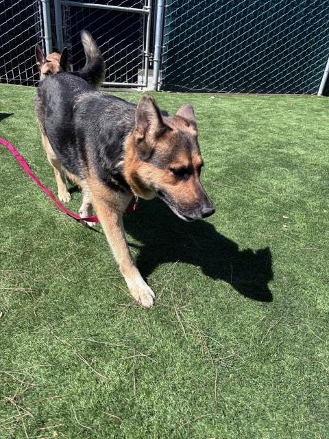 MILLIE - German Shepherd Dog available for adoption