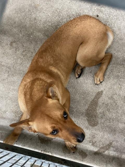 BAILEY - German Shepherd Dog available for adoption