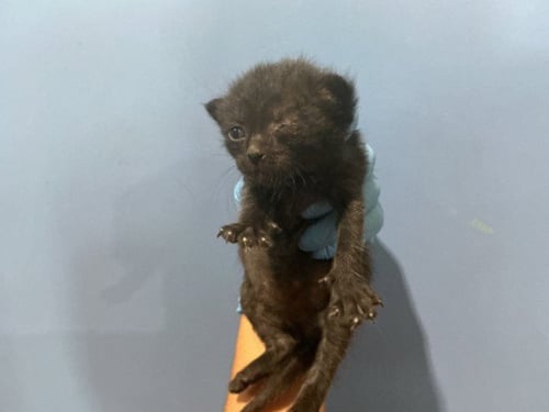 ROSE - Domestic Short Hair available for adoption