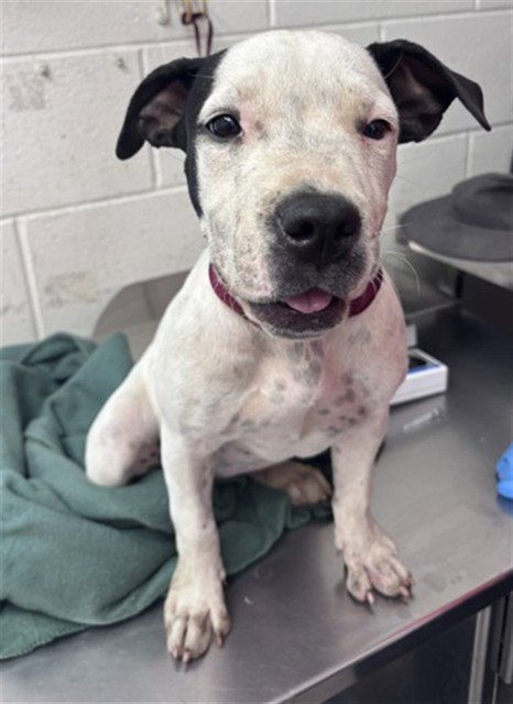 SLICK - Pit Bull Terrier available for adoption