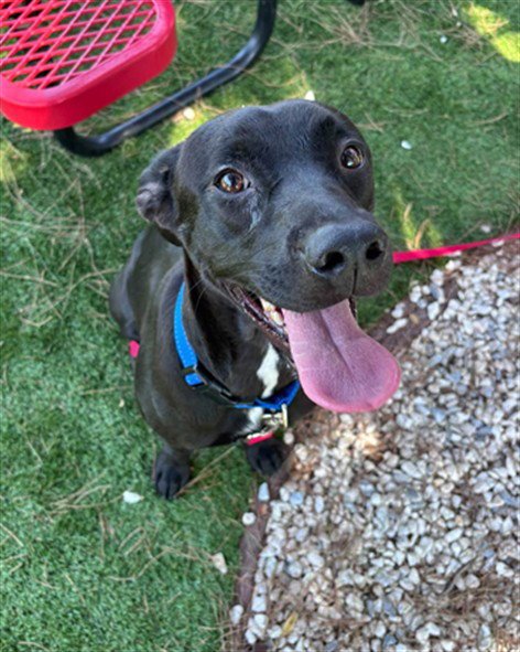 NENA - Pit Bull Terrier available for adoption
