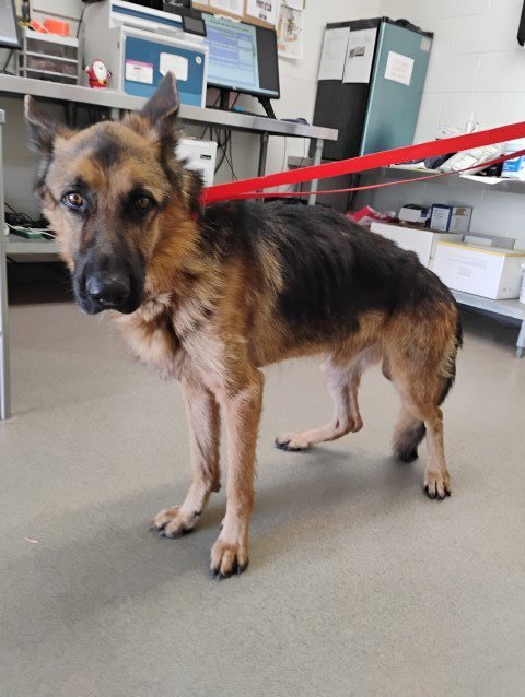 BEN - German Shepherd Dog available for adoption