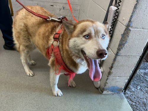 SCARLET - Siberian Husky available for adoption
