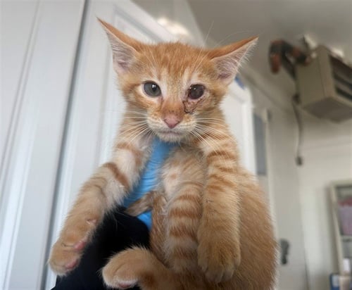 LUCAS - Domestic Short Hair available for adoption