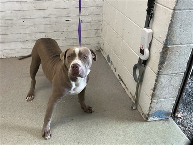 SCOUT - Pit Bull Terrier available for adoption