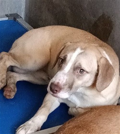 LUCAS - Pit Bull Terrier available for adoption