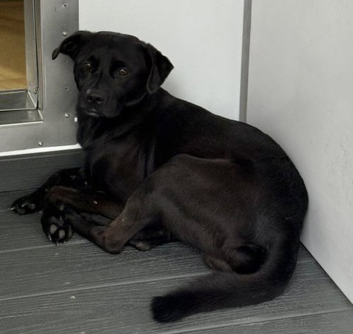 KNOX - Pug available for adoption