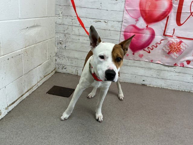 BENNY - Pit Bull Terrier available for adoption